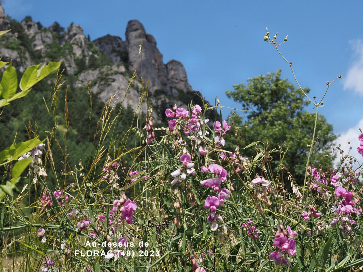 Everlasting-pea, Broad-leaved plant